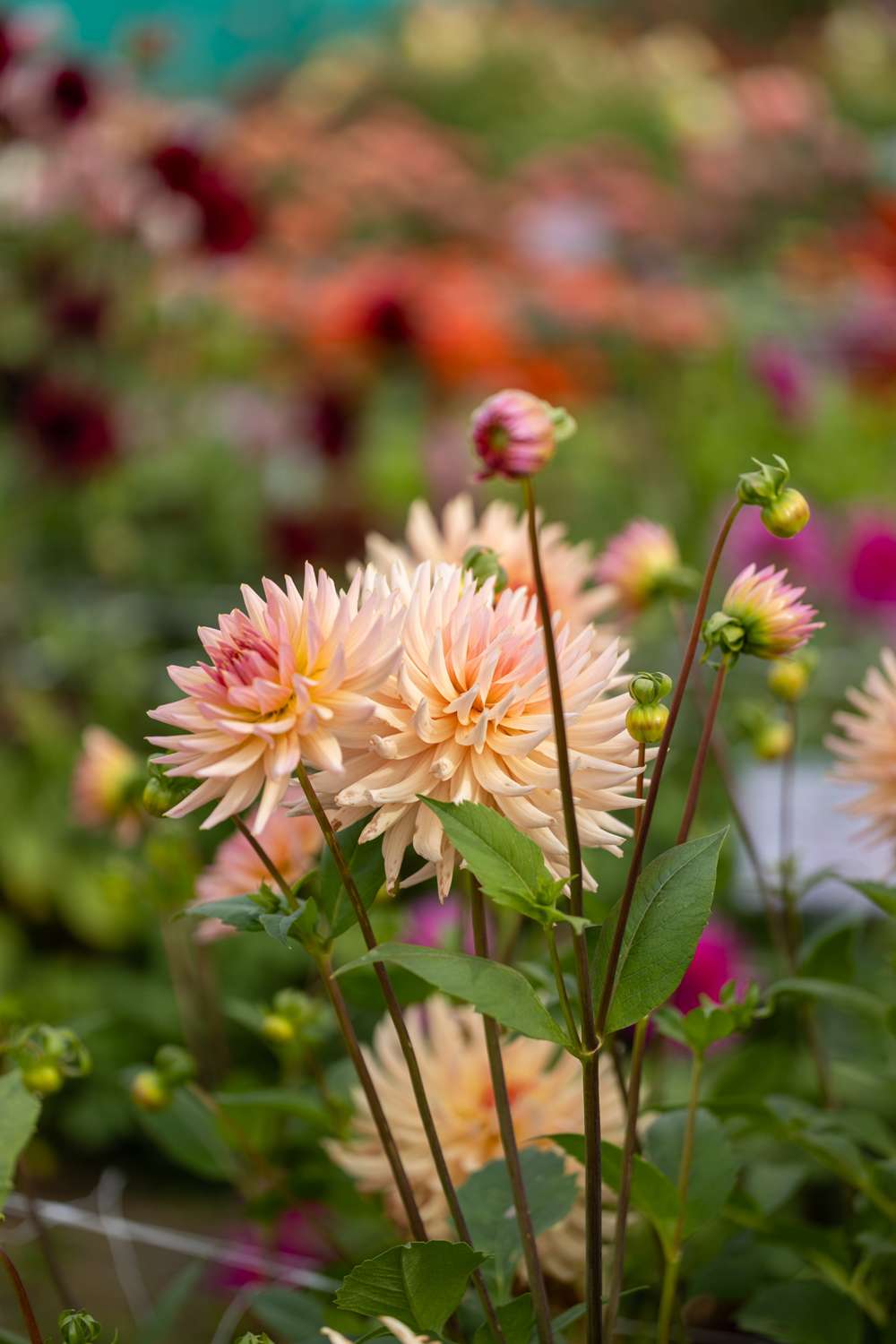 Dahlia 'Henriëtte'